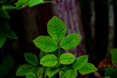 Poison Ivy Removal in Allentown, PA