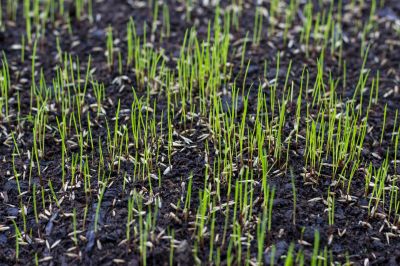 Commercial Lawn Care