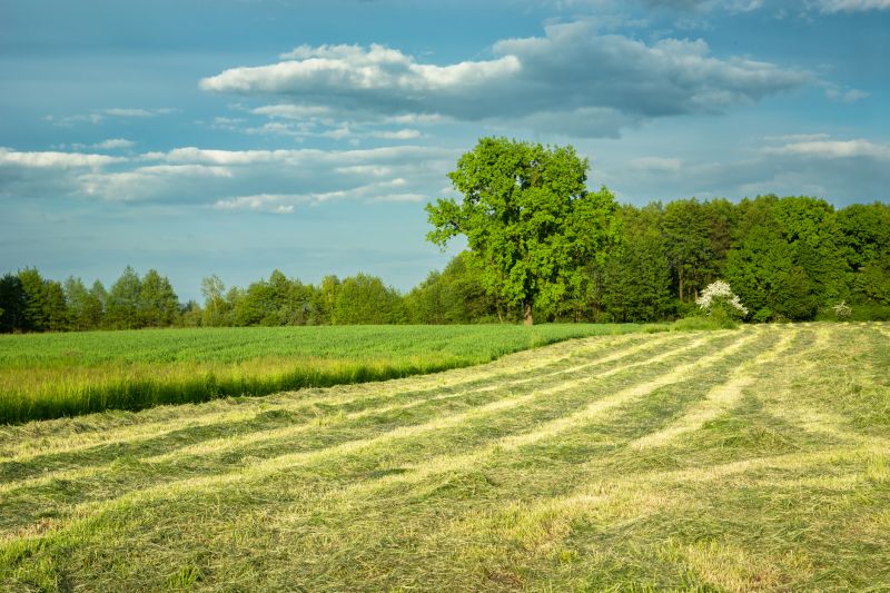 Grass Mowing