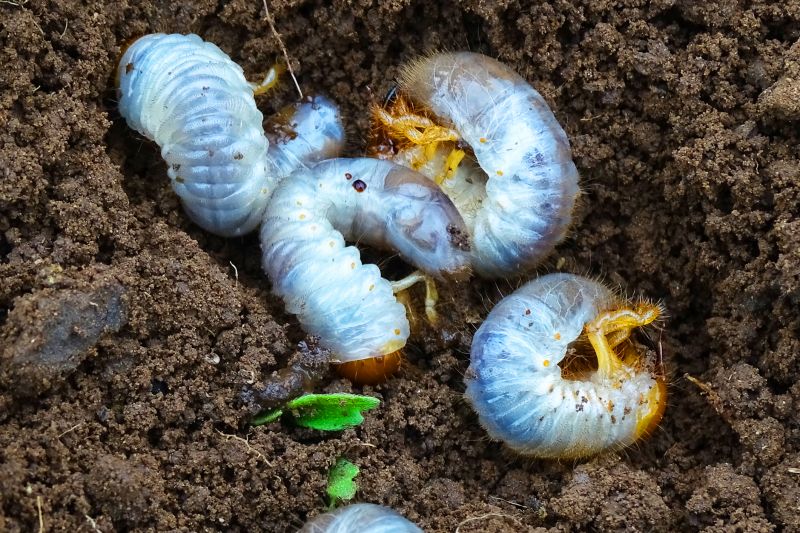 Grub Prevention in Honolulu, HI