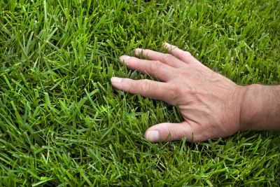 Lawn Care Service