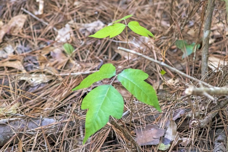 Poison Ivy Removal in Burlington County, NJ