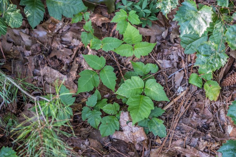 Poison Oak Removal in Newark, DE