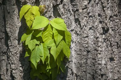 Poison Oak Removal in Doylestown, PA